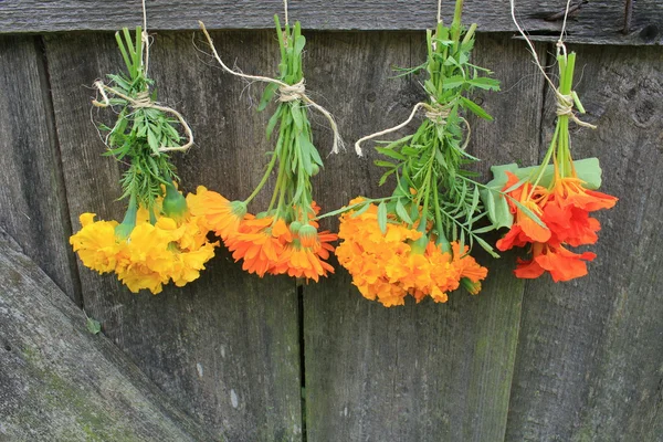 Färska tagetes, ringblomma, krasse, calendula hängande för torkning — Stockfoto