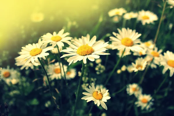 Vintage photo of chamomile — Stock Photo, Image