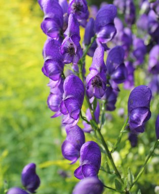 Boğanotu (Aconitum napellus) çiçekler