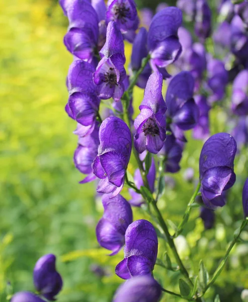 Monnikskap (Blauwe monnikskap) bloemen — Stockfoto