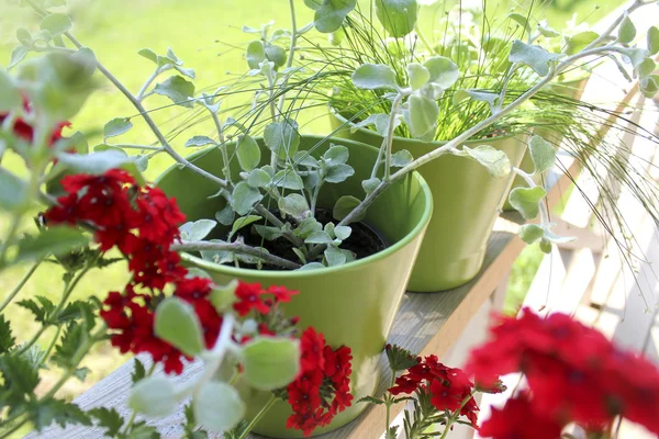 Blommor i krukor på terrassen — Stockfoto