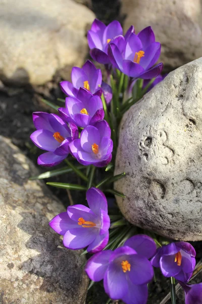 Crocus (Crocus Vernus) fleurs poussant entre les pierres — Photo