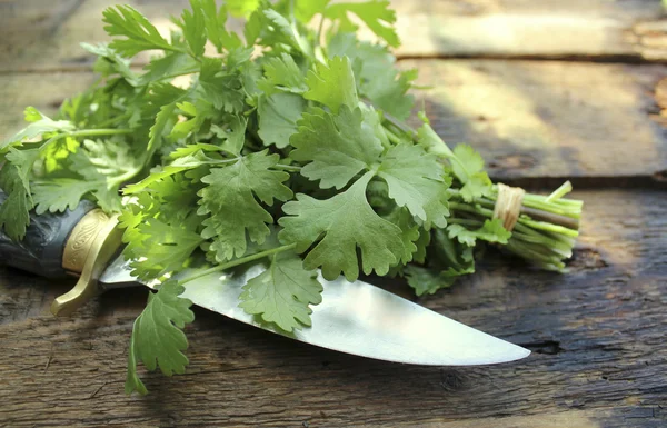 Bunch of fresh coriander on a wooden table — Stock Photo, Image