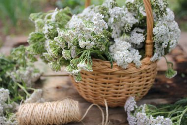 sepet içinde beyaz achillea millefolium