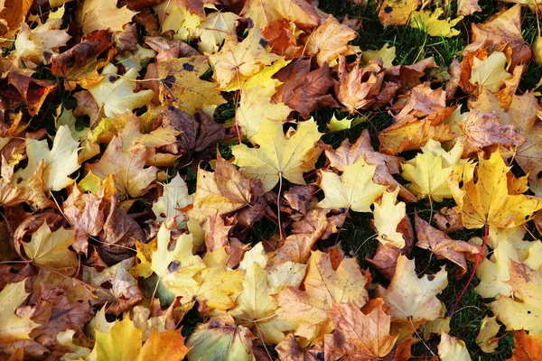 Herfst Bladeren Achtergrond Kleurrijke Backround Afbeelding Van Gevallen Herfstbladeren Perfect — Stockfoto