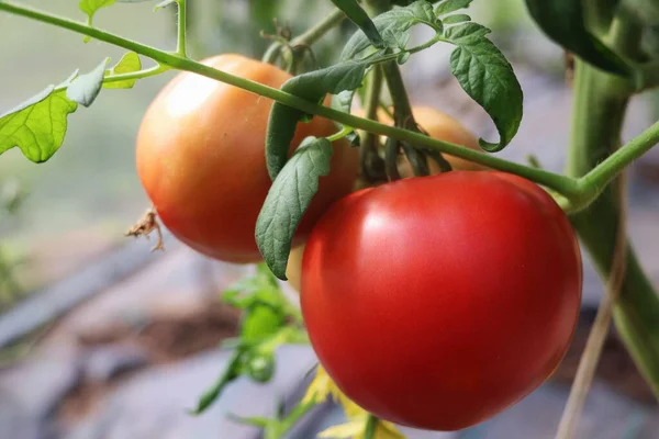Красивые красные помидоры на ветке в зеленом доме, органические помидоры — стоковое фото