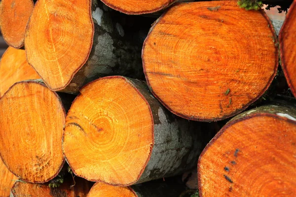 Chopped and stacked up dry firewood at the countryside. Stock pile of timber, chopped down trees — Stock Photo, Image