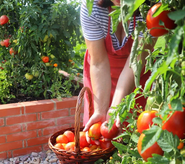 Wanita tukang kebun memetik sayuran, tomat, tempat tidur yang dipelihara berkebun di taman kota menanam rempah-rempah buah beri dan sayuran. Sebuah taman modern dengan batu bata yang ditinggikan . — Stok Foto