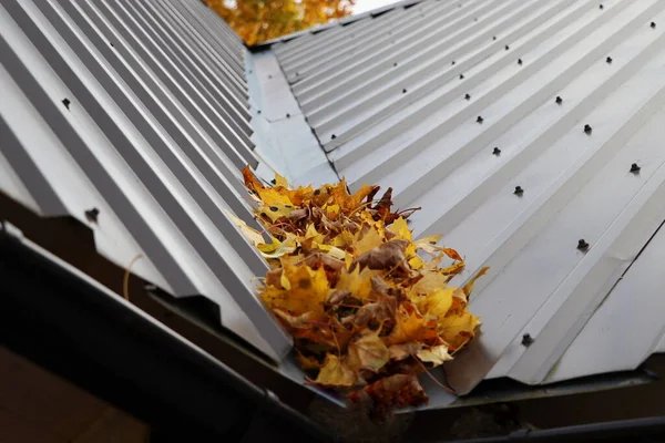 Fallen autumn leaves of maple poured over the roof of the house and rain gutters preventing rainwater from moving along the gutters , the problem of the presence of tall trees in residential area .