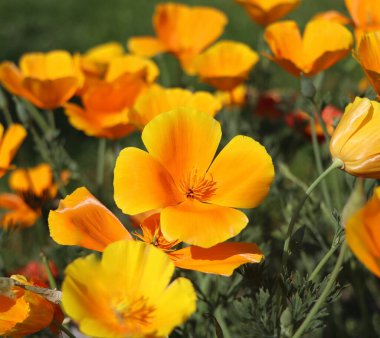 Yaz tatili. Eschscholzia calizina çiçekleri veya altın kaliforniya gelinciği, bir kase altın, papaveraceae familyasındaki çiçek bitkisi.
