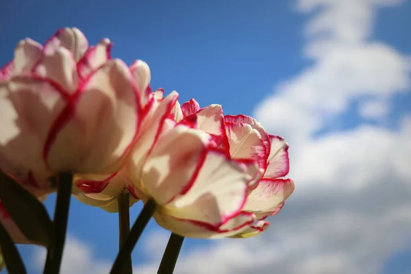 Beau Champ Tulipes Fleurs Sur Ciel Bleu Printemps Concept Floral — Photo