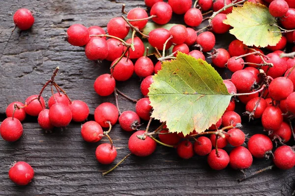 Ripe hawthorn berries, hawthorn branches on wooden background. Useful medicinal plants — Stock Photo, Image