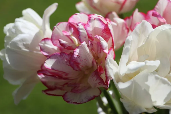 Schöne blühende Tulpenwiese am blauen Himmel im Frühling, florales Konzept — Stockfoto
