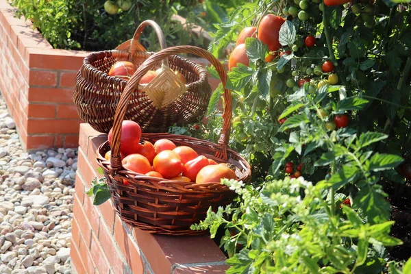 Tomatenernte Hochbeete Gartenarbeit Einem Städtischen Garten Pflanzen Pflanzen Gewürze Beeren — Stockfoto