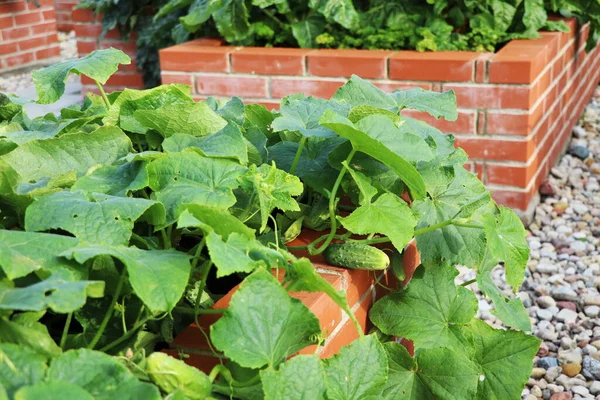 庄稼收获在一个城市的花园里 种植香草 草莓和蔬菜的栽培床是园艺的 一个有凸起的砖床的现代蔬菜园 图库图片