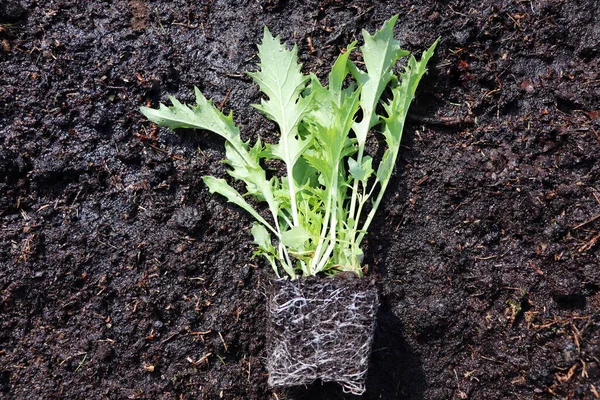 菜园里新鲜的日本芥末草本植物 有益的香料用于素食和素食营养与维生素 耕作和园艺 — 图库照片