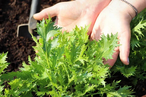 Cosechando Sosteniendo Hojas Frescas Mizuna Orgánica Por Manos Femeninas — Foto de Stock