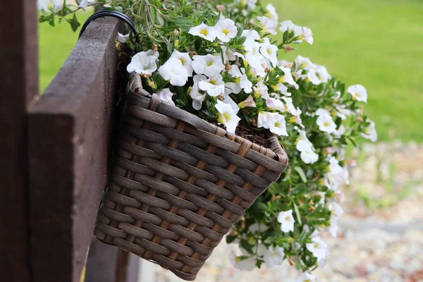 Beautiful Garden Window Box Planted White Summer Flowers — Stock Photo, Image