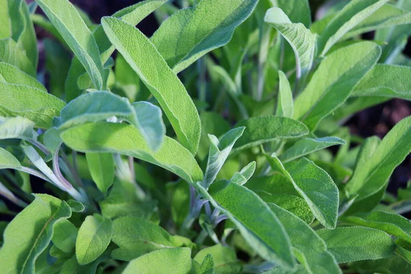 Salvia Officinalisまたは一般的なセージ 多年生のサブ低木 薬用および料理に使用されます 庭で屋外で成長している芳香のあるセージのブッシュ — ストック写真