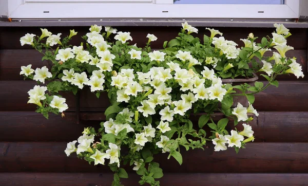 Окно Полное Белых Петуний Белые Цветущие Растения Цветочной Коробке Подоконнике — стоковое фото