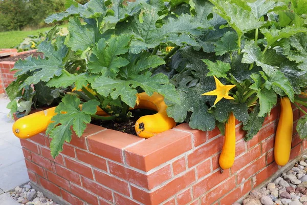 A modern vegetable garden with raised briks beds . .Raised beds gardening in an urban garden growing plants, herbs, spices, berries and vegetables zucchini .