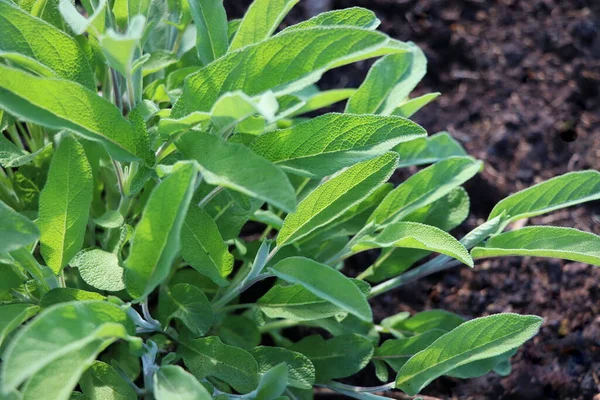 Salvia Officinalisまたは一般的なセージ 多年生のサブ低木 薬用および料理に使用されます 庭で屋外で成長している芳香のあるセージのブッシュ — ストック写真