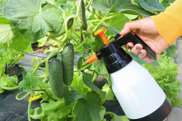 Mujer Trabajando Invernadero Con Pulverizador Jardinero Respirador Cuidando Plantas Pepino Fotos de stock