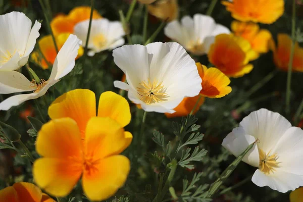 Letnie Tło Kwiaty Eschscholzia Californica Lub Maku Kalifornijskiego Kwitnące Rośliny — Zdjęcie stockowe