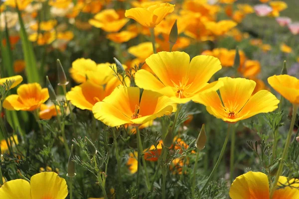 Summer Backgroung Flowers Eschscholzia Californica Golden Californian Poppy Cup Gold — Stock Photo, Image
