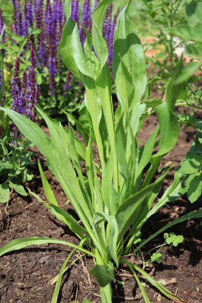 Scorzonera Spanish Black Salsify Close Root Vegetables Growing Summer Garden — Stock Photo, Image