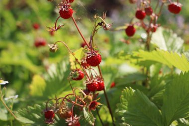 Ormanda yabani çilek çalısı. Yabani çayırda kırmızı çilek ve beyaz çiçekler, yaklaşın.
