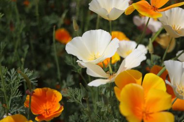 Yaz dönemi. Eschscholzia calizina çiçekleri ya da California gelinciği, çiçek açan papaveraceae ailesi. .