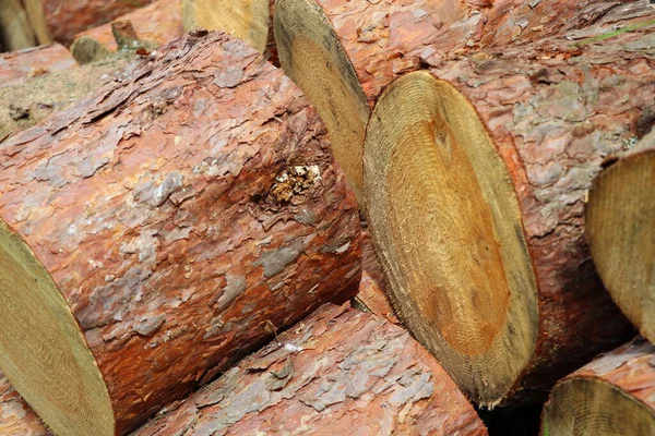 Gehäckseltes Und Gestapeltes Trockenes Brennholz Auf Dem Land Holzstapel Gefällte — Stockfoto