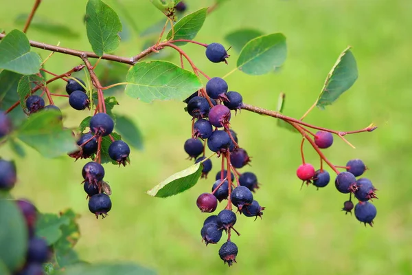 Saskatoon Berry Género Botânico Pertencente Família Rosaceae Escova Bagas Contexto — Fotografia de Stock