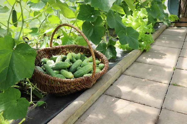 Freshly Picked Harvest Young Cucumbers Wicker Basket Growing Natural Healthy — Stockfoto