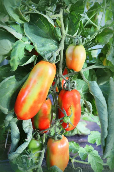 Tomato bush. Farmer plantations of organic tomatoes. A variety of red oblong marzano tomatoes on a branch. Hybrid varieties of sweet tomato with juicy pulp.