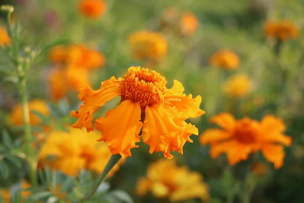 Marigold Flowers Tagetes Flowers Meadow Sunlight Yellow Orange Marigold Flowers — Stock Photo, Image