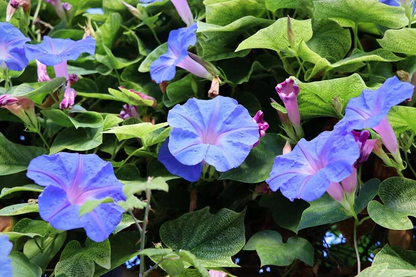 Flor Azul Gloria Mañana Ipomoea Gloria Azul Mañana Del Jardín — Foto de Stock