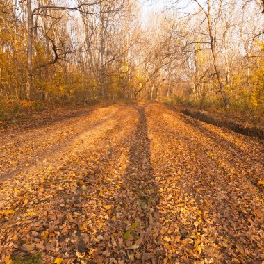 orman sonbahar forest.autumn renkleri.