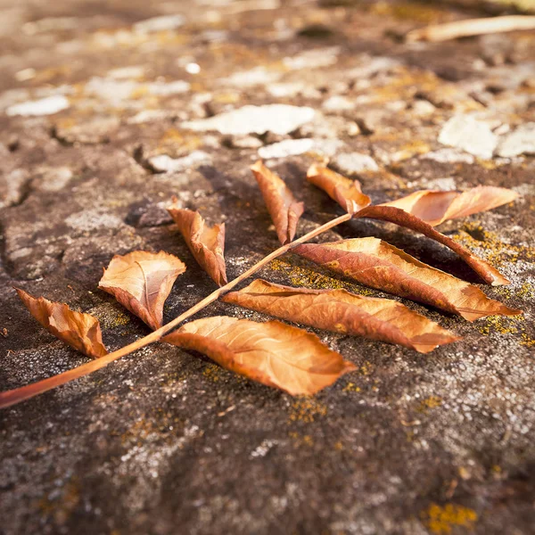 Herfstblad — Stockfoto