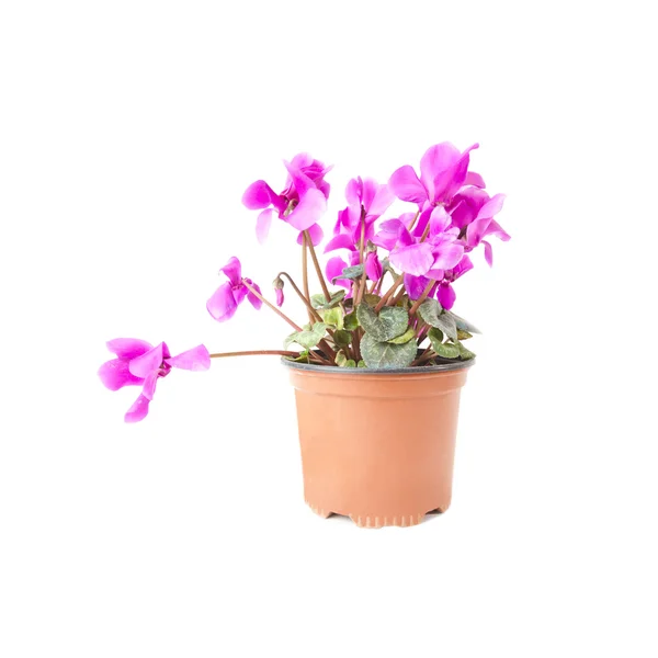 Violetas rosa em um vaso de flores isolado em um fundo branco — Fotografia de Stock