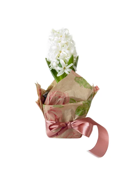 White Hyacinth in pot festively packaged for gift isolated over white — Stock Photo, Image