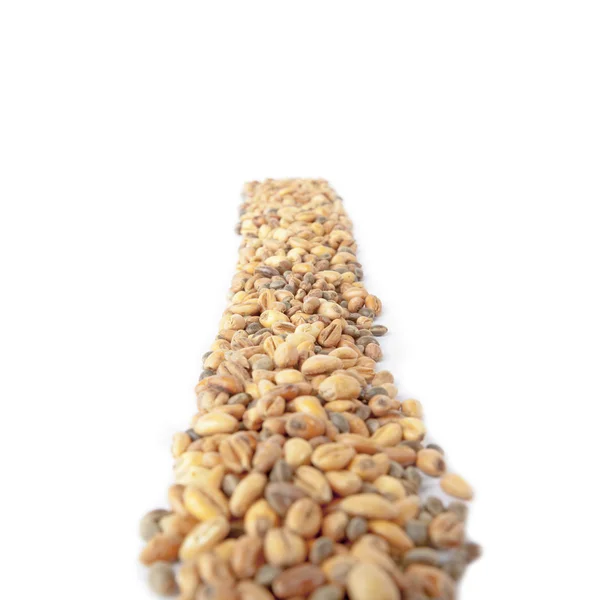 Vertikale Linie aus Weizen und Hanf auf weißem Hintergrund isoliert — Stockfoto