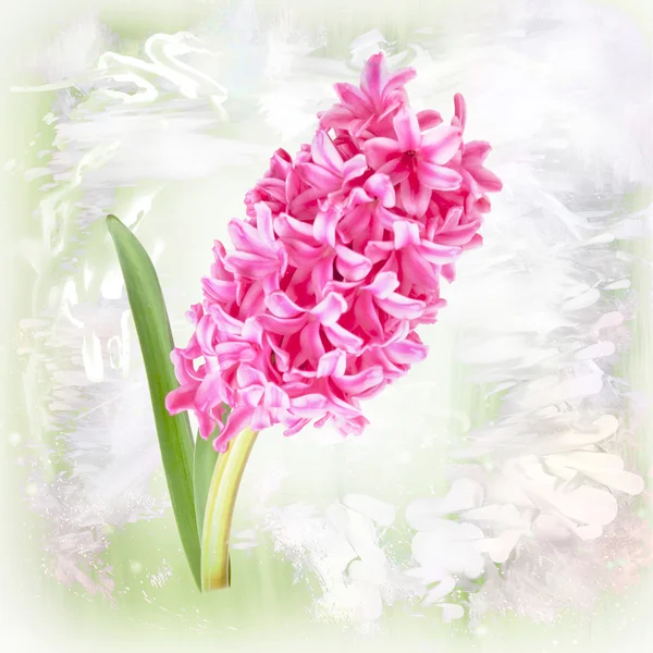 Cartão com flor de jacinto no fundo pastel — Fotografia de Stock