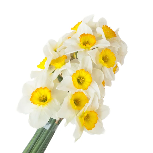 Buquê original de narcisos isolados sobre fundo branco — Fotografia de Stock