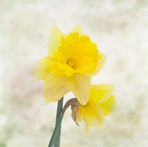 Carte avec jonquilles sur fond pastel — Photo