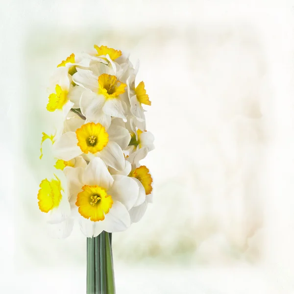 パステル調の背景に水仙の花束とカード — ストック写真
