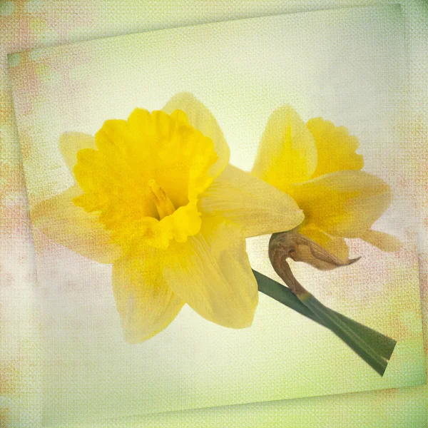 Κάρτα με daffodils σε ακουαρέλα φόντο — Φωτογραφία Αρχείου