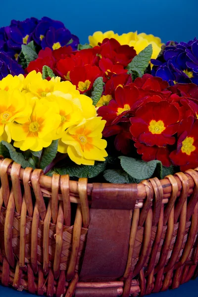 Flowers — Stock Photo, Image