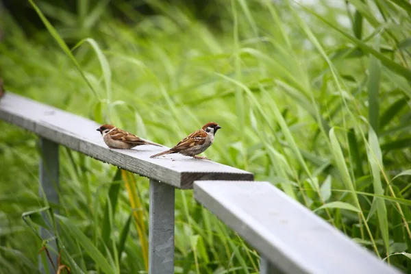 Two Brown Sparrows Outdoors — Stock Photo, Image